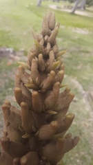 Erythrina × fluminensis