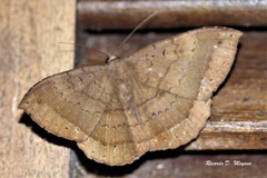 Hemeroblemma malitiosa