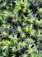 Orthotrichum anomalum