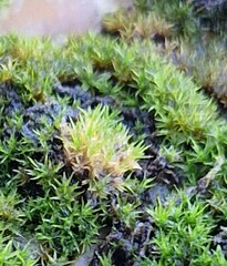 Orthotrichum anomalum