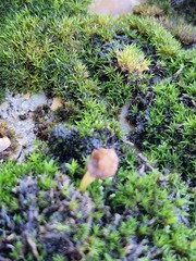 Orthotrichum anomalum