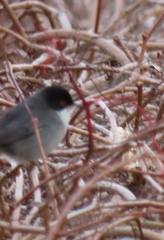 Curruca melanocephala