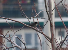 Curruca melanocephala