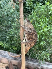 Calumma crypticum