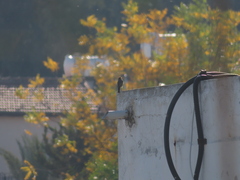 Passeriformes