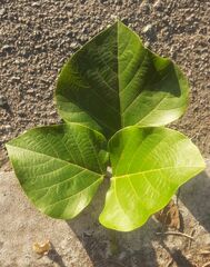 Erythrina × fluminensis