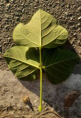 Erythrina × fluminensis