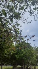 Erythrina × fluminensis