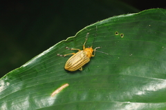 Metaxyonycha granulata