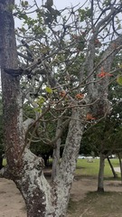 Erythrina × fluminensis