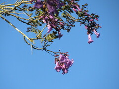 Jacaranda