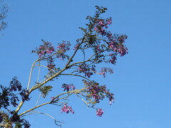 Jacaranda