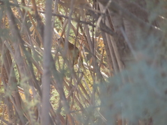Passer domesticus