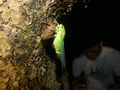 Chremistica ochracea