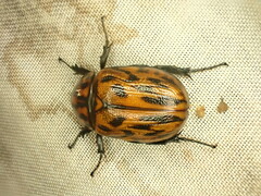 Cyclocephala molesta