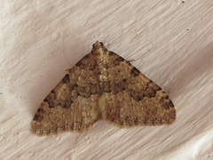 Nebula ibericata