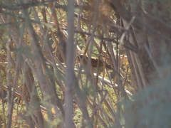 Passer domesticus