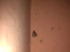 Adoxophyes privatana