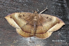 Hemeroblemma scolopacea