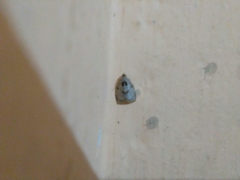 Adoxophyes privatana