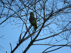 Amazona vinacea