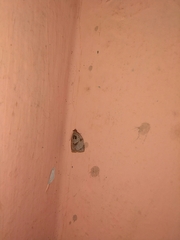 Adoxophyes privatana