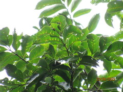 Guarea macrophylla