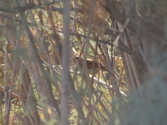 Passer domesticus