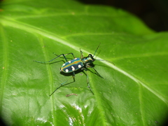 Cosmodela batesi