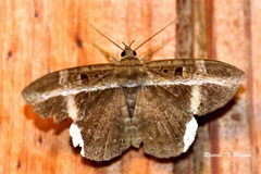 Hemeroblemma mexicana