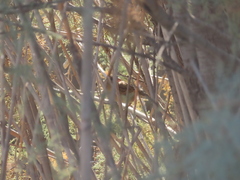 Passer domesticus