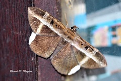 Hemeroblemma mexicana