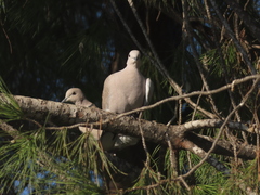 Streptopelia decaocto