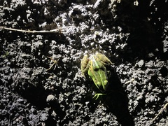 Pelophylax fukienensis