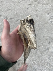 Ogcocephalus cubifrons