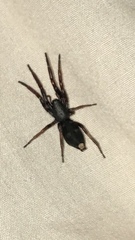 Lampona cylindrata