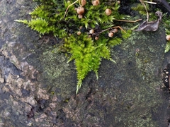 Homalothecium sericeum