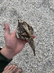 Ogcocephalus cubifrons