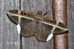 Hemeroblemma mexicana