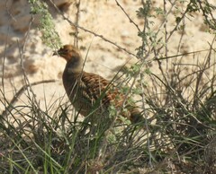 Ortygornis pondicerianus