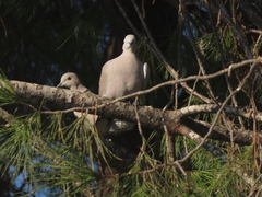 Streptopelia decaocto
