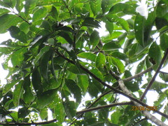 Guarea macrophylla