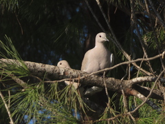 Streptopelia decaocto