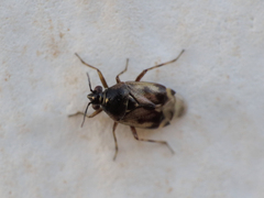 Deraeocoris serenus