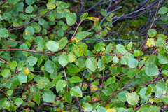 Betula pubescens