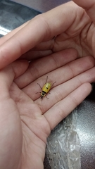 Chauliognathus flavipes