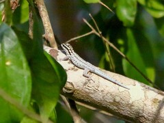 Lygodactylus mombasicus