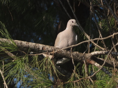 Streptopelia decaocto