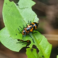 Phyllocharis undulata