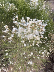 Baccharis sarothroides
